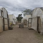 CIgar Tobacco Nursery - Rocky Patel