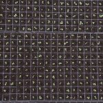 CIgar Tobacco Nursery - Rocky Patel