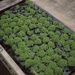 CIgar Tobacco Nursery - Rocky Patel