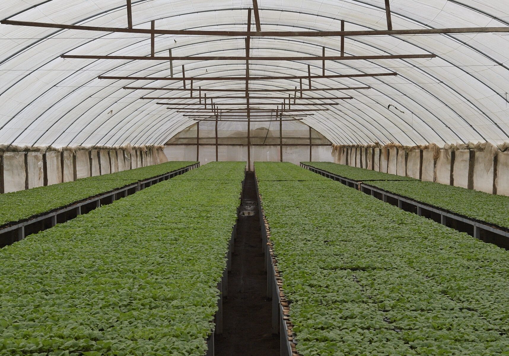 CIgar Tobacco Nursery - Rocky Patel